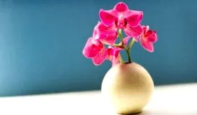 цвеќињата цвеќињата