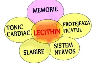 lecitin lecitin