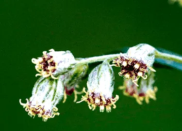 herbagetica