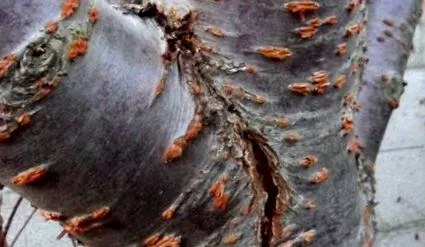 örök