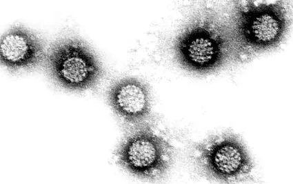 papillomavirus