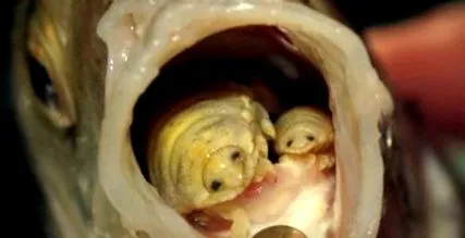 Ascaris lumbricoides