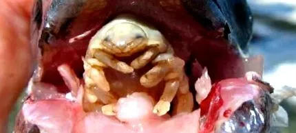 emberi emberi