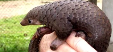 pangolin