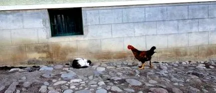 csirke paprika