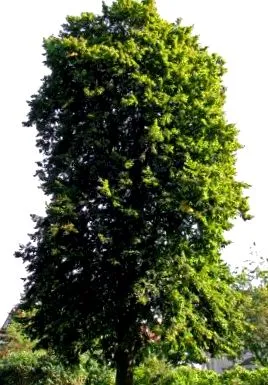 билков липа