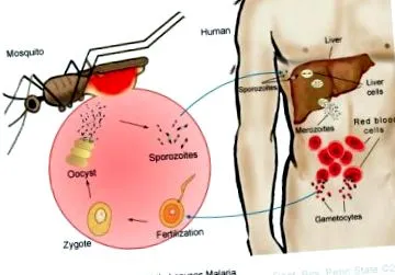 paraziți diareici