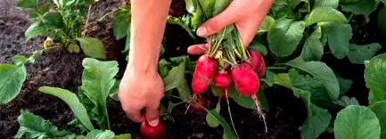 репичката начин