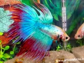 betta