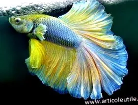 betta