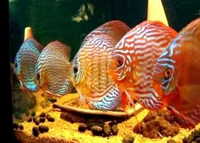 discus