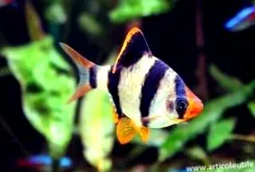 barb barbus