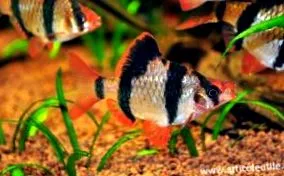 vagy barb