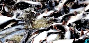 pangasius