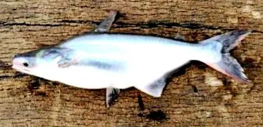 pangasius