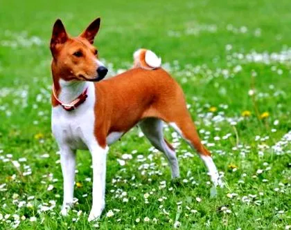 pet-szeretők