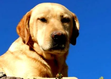 retriever