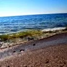 tučniak