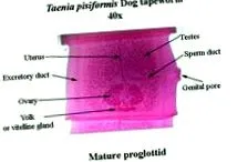 platolehelminthes