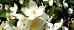 anélkül hogy