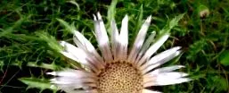 biaplant