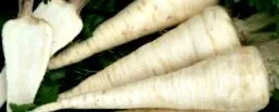 biaplant