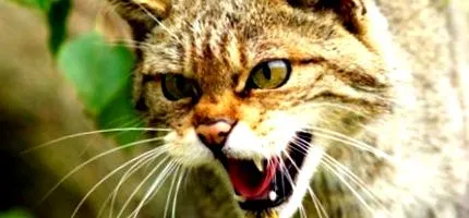 коти
