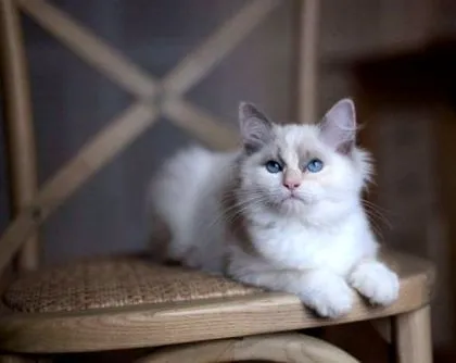 члена члена