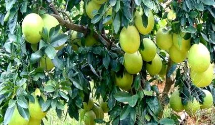 citrus citrus