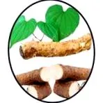 phyto