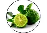 PROGESSENCE PHYTO