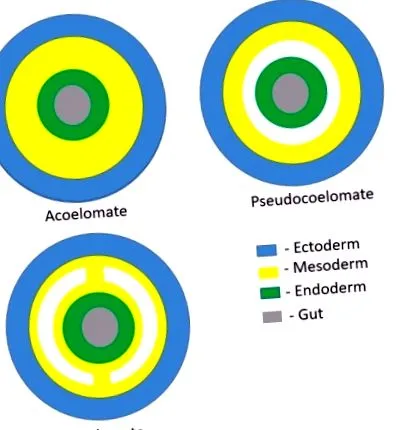 acoelomátok