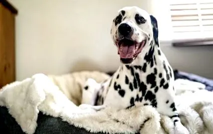 thepetclub