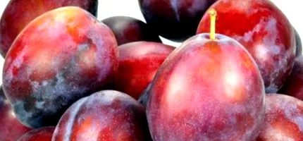 prunus prunus