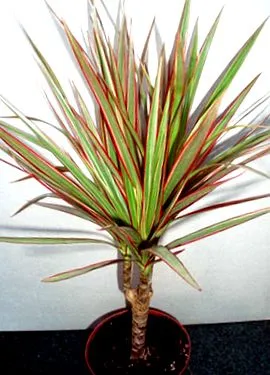 dracaena