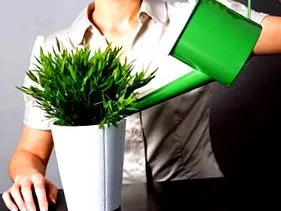 domácej