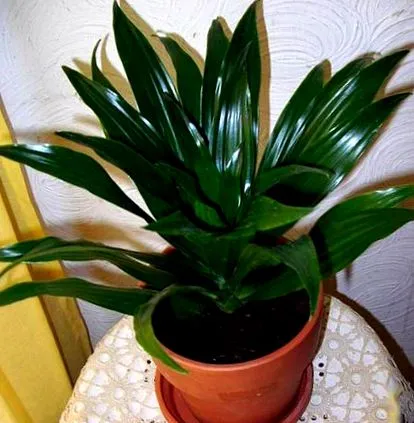 dracaena