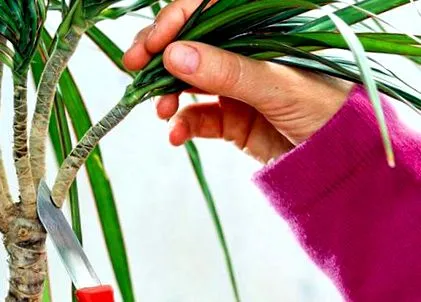 dracaena