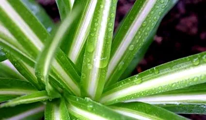dracaena