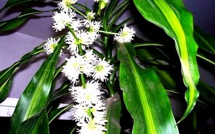 dracaena