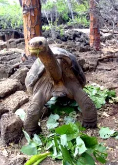 támogatja