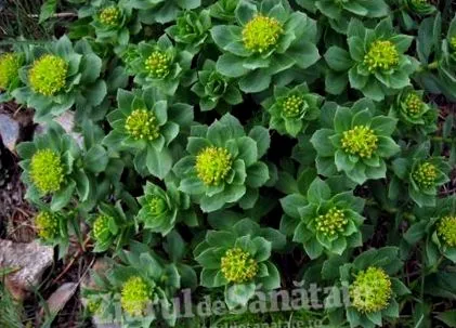 rhodiola aranygyökér