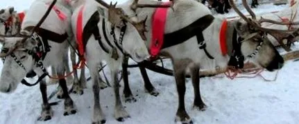 худнуть