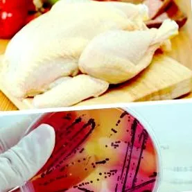 salmonella