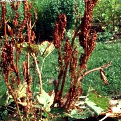 rhabarbarum