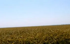 egyik