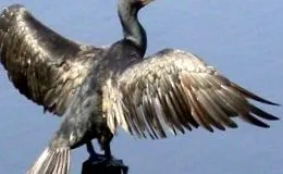 інтернеті днів