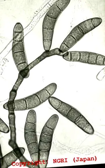 helminthosporium helminthosporium