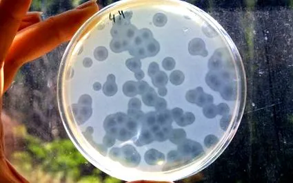 bacterie devine