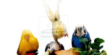 aveți